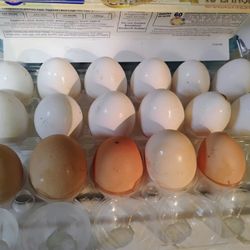 Fresh Chicken Eggs