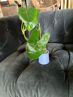 Philodendron burle-marxii Live Plant in Small Blue La Fermière Jar pot
