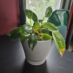 House Plant