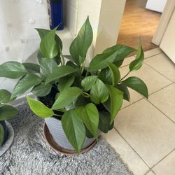 Pothos Plant