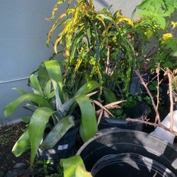 Plantas 