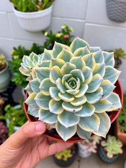 Imported Korean Echeveria Succulent Cluster (Variegated)