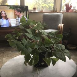 Shamrock house plant