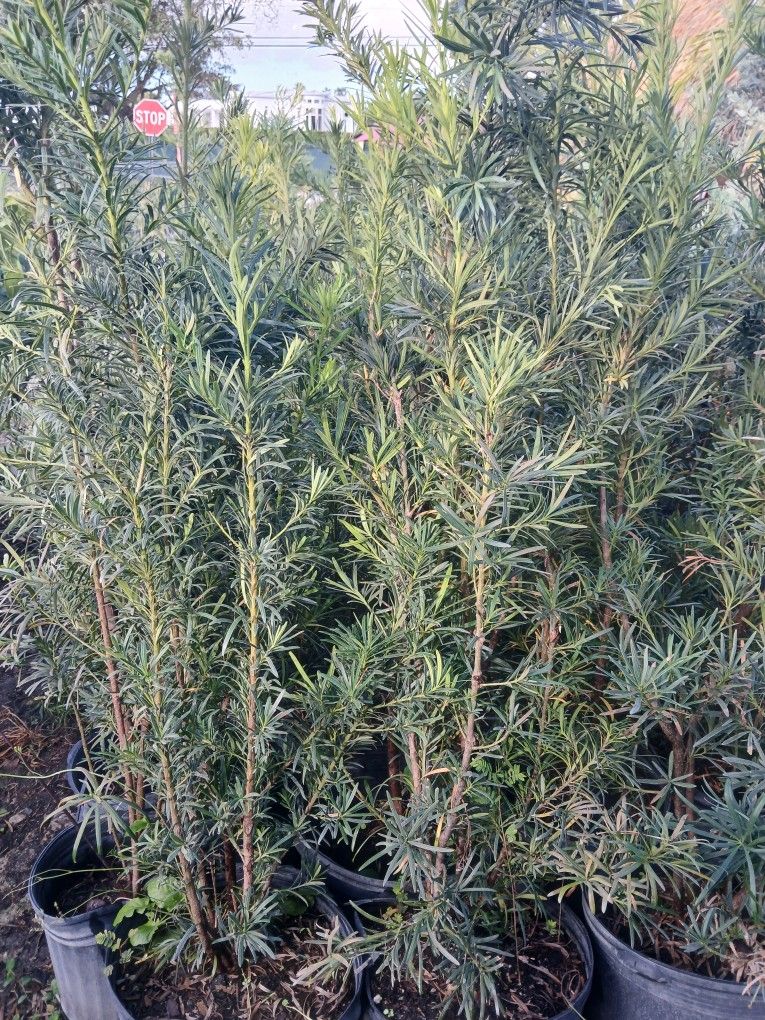 Podocarpus Sale! 7gl 4-4.5ft🌼$19