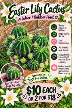 Organically grown starter plants single pups