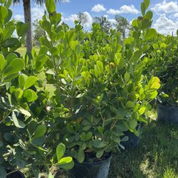 Clusias (Privacy Hedges)