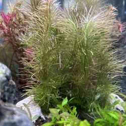 Rotala Aquarium Plant