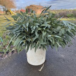 Fresh Cut Eucalyptus 