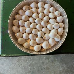 Northern Bobwhite Quail Eggs