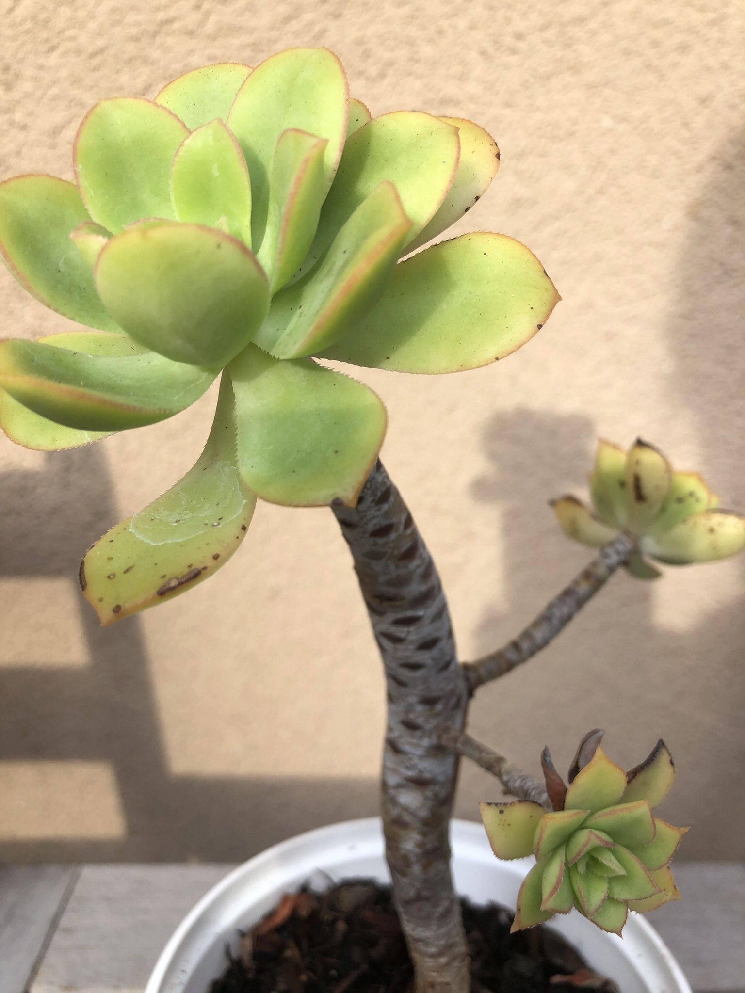 Succulent Plant
