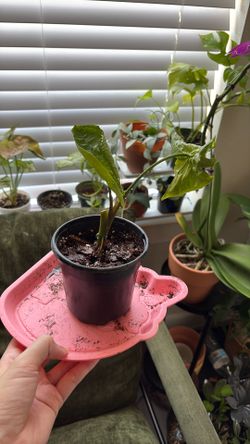 Syngonium panda galaxy