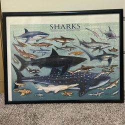 Sharks Jigsaw Puzzle Framed Completed