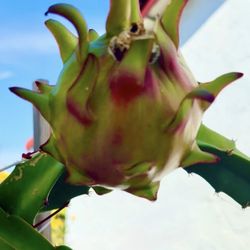 ULTRA RARE Rainbow Dragon Fruit 1.5" (1) flesh cutting