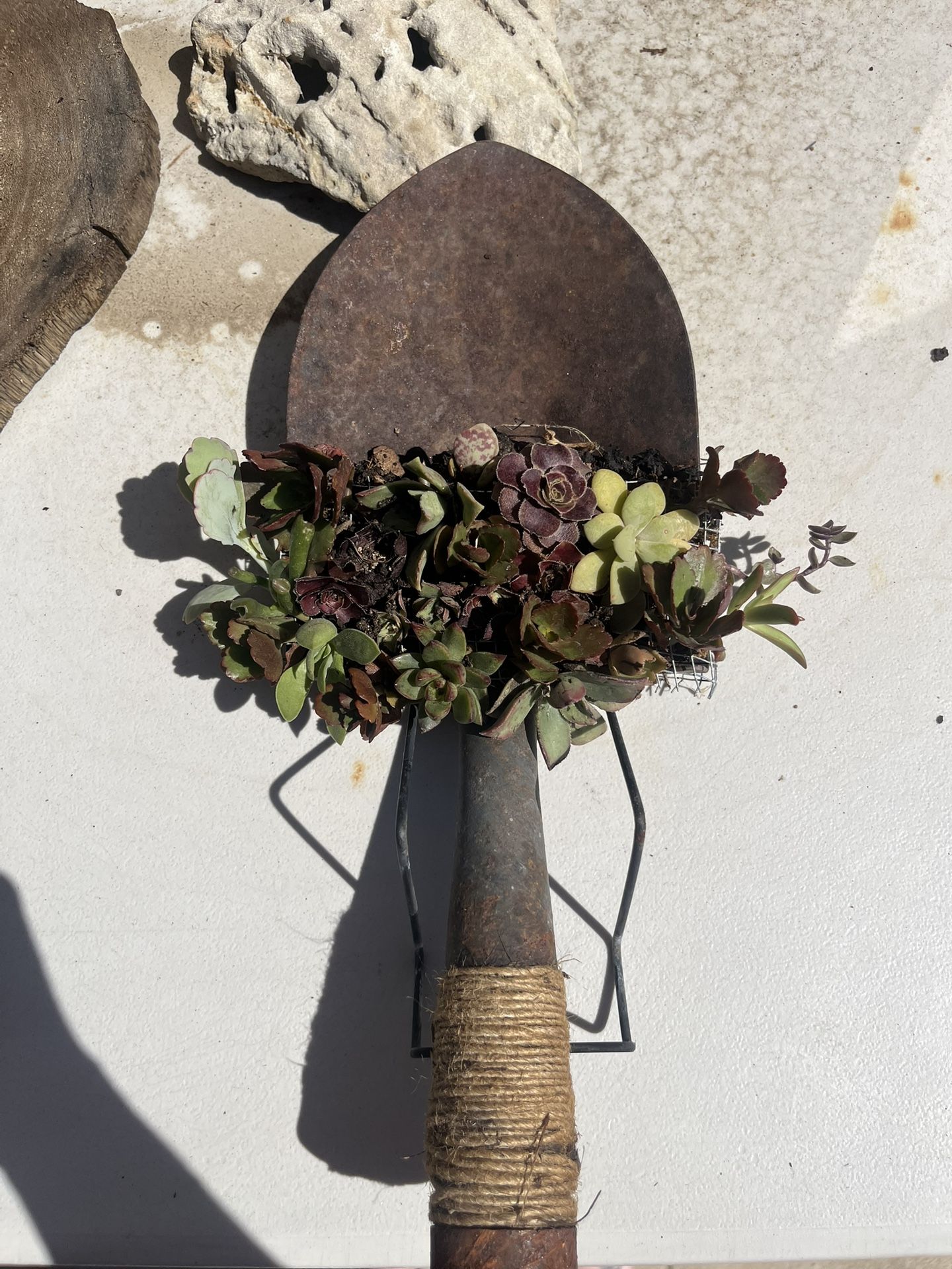 Succulent Arrangement 
