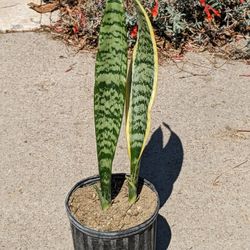  Snake Plants 