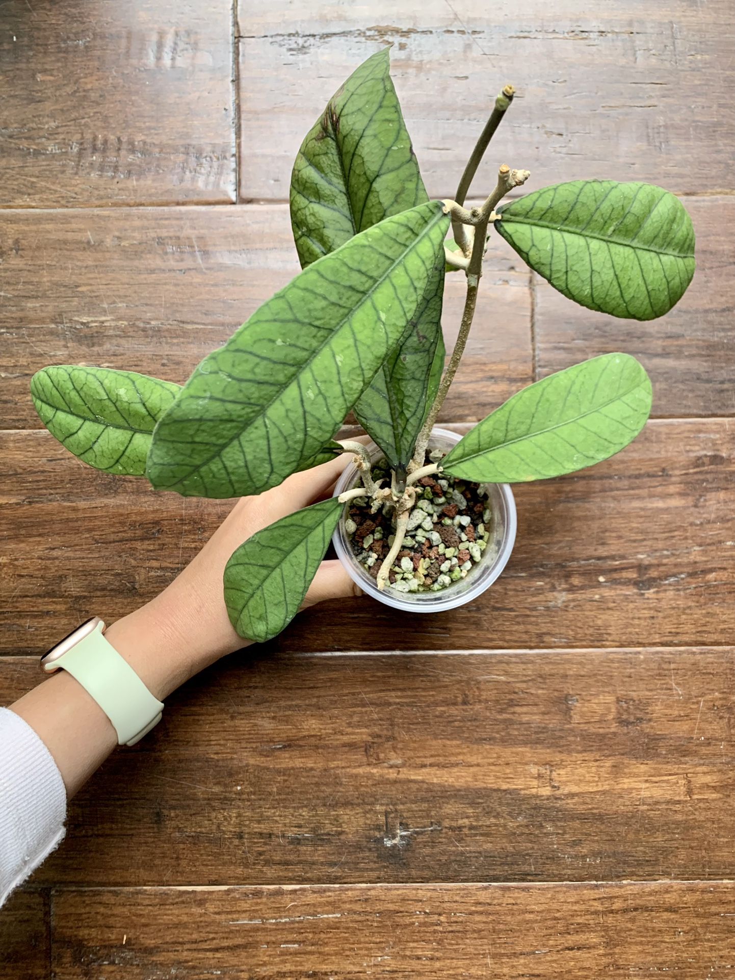 Hoya Sp Sabah Epc 961