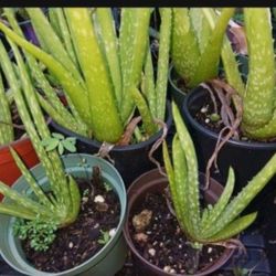 Aloe Vera Houseplants 