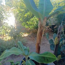 Banana Tree