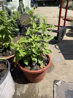 Epazote,albahaca, Aloe Vera, Yerbabuena, Salvia, Ruda,