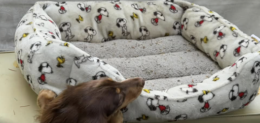 Snoopy & Woodstock Bolster Dog Bed
