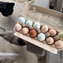 Fresh Farm Eggs