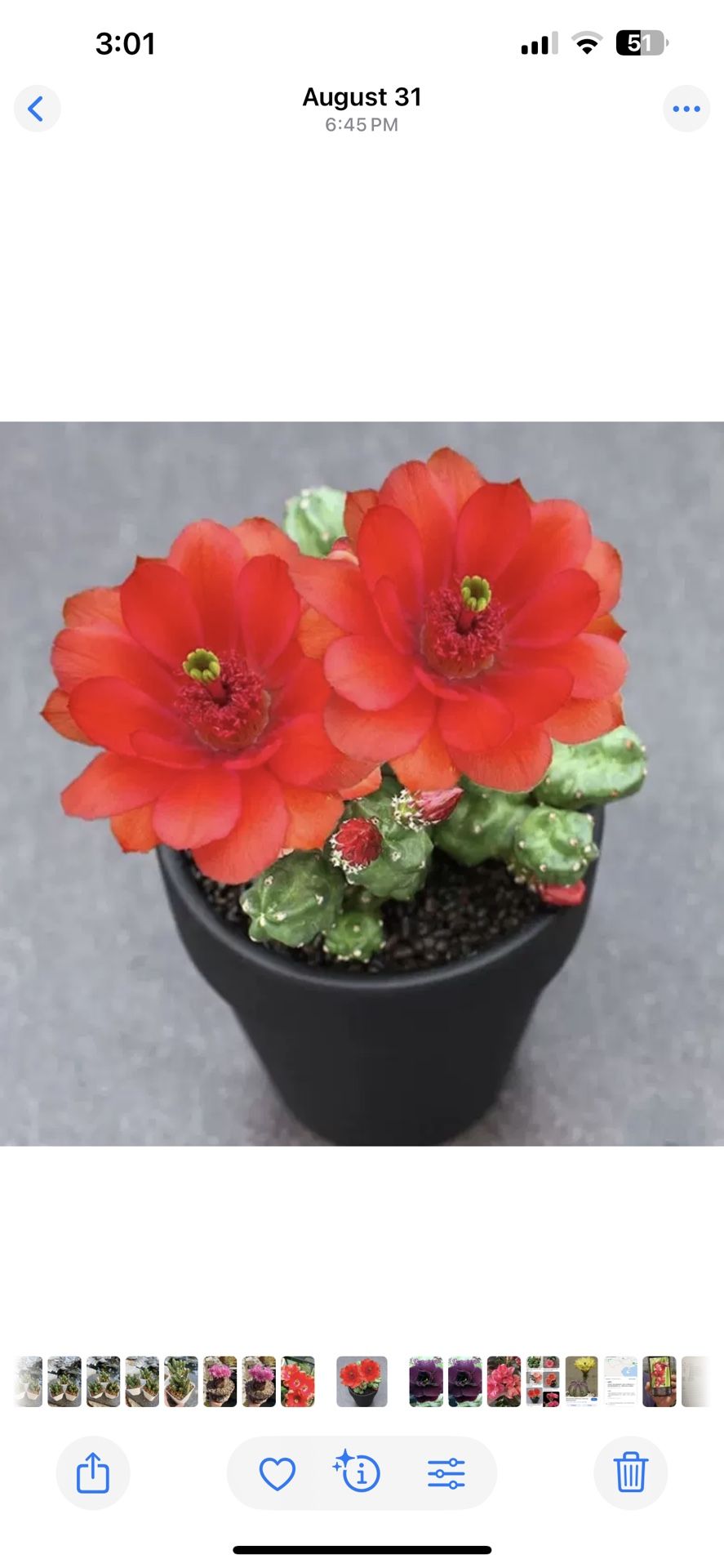 Narcissus Cactus Cluster 