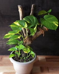 Lush Trailing High Variegation Pothos Money plant/ indoor plant/ house plant/ flower patio garden