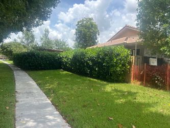 Clucia hedges 9ft tall