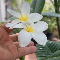 Planta De Plumeria