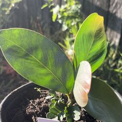 LIVE Acacia pycnantha ‘Golden Wattle’ 1 Gallon Potted Plant