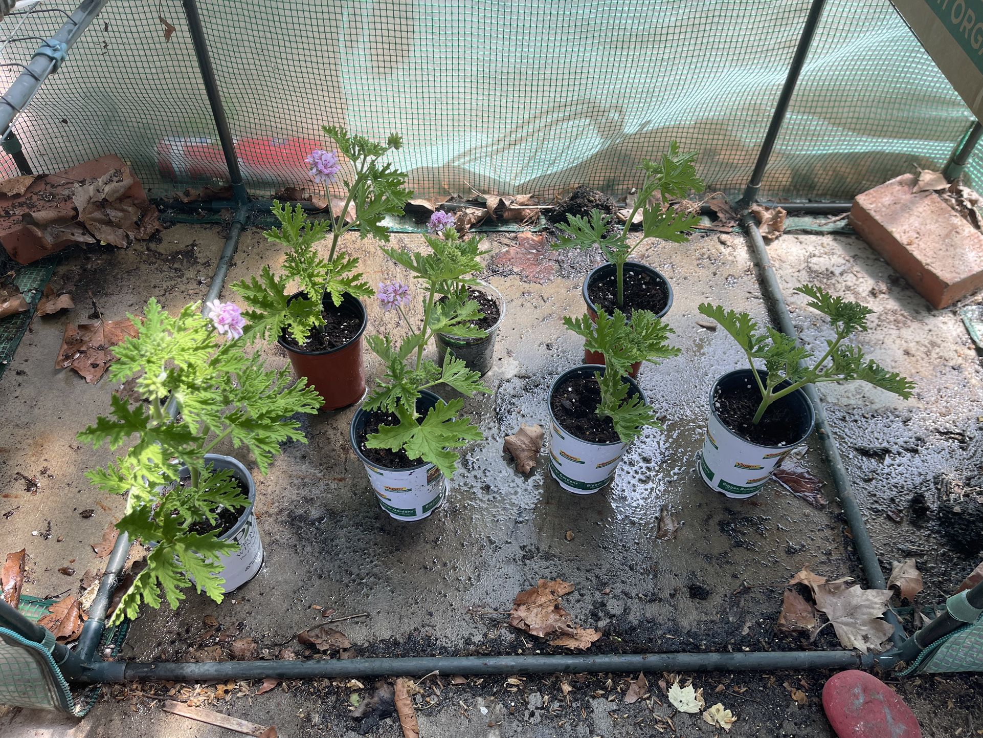 Citronella plants In 4” Pots