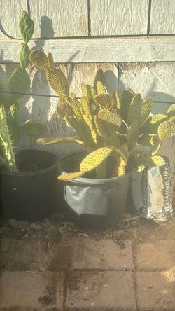Cactus