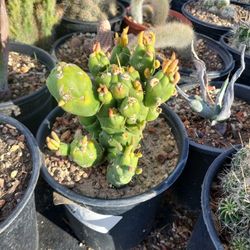 🌵A&A SUCCULENTS AND CACTUS 🌱 