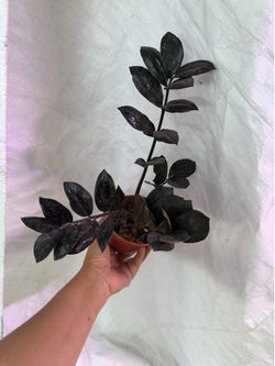 4” Raven zz plant