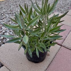 Mother of Thousands plant