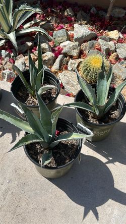 Agave Americana Blue Century Plant 3gal
