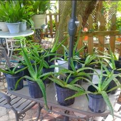 Aloe Vera Plants