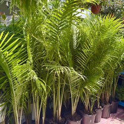Plants (12”pot x 6ft tall🌴Majesty palms $15 each)