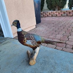 Pheasant Ring Neck Taxidermy Table / Shelf Display Mount