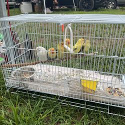 Cage 