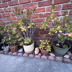 Outside Plants For Sale - Make Me An Offer 