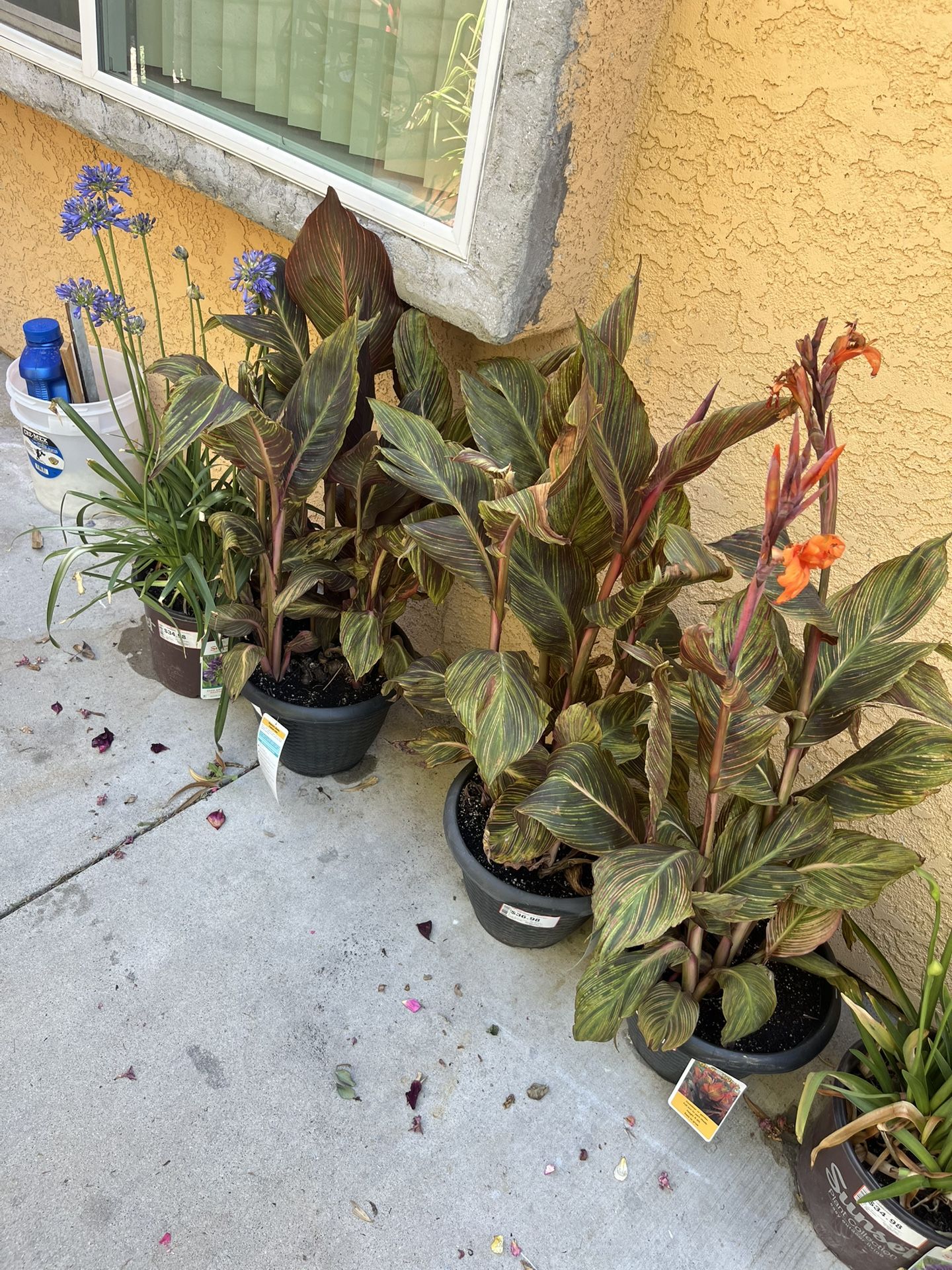 Different Varieties Of Plant as