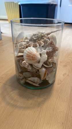 Glass vase with island shells