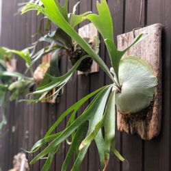 🌿Hand-Mounted Baby Staghorn Ferns On Reclaimed Wood 4 Inch Starter Plant🌿