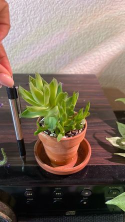 Small Succulent in Terra Cotta Pot