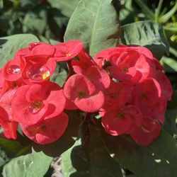 Crown Of Thorns Blooming Plant