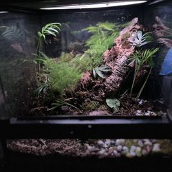 12x12x12 Exo Terra Bioactive Terrarium
