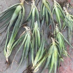 Aloe Vera 