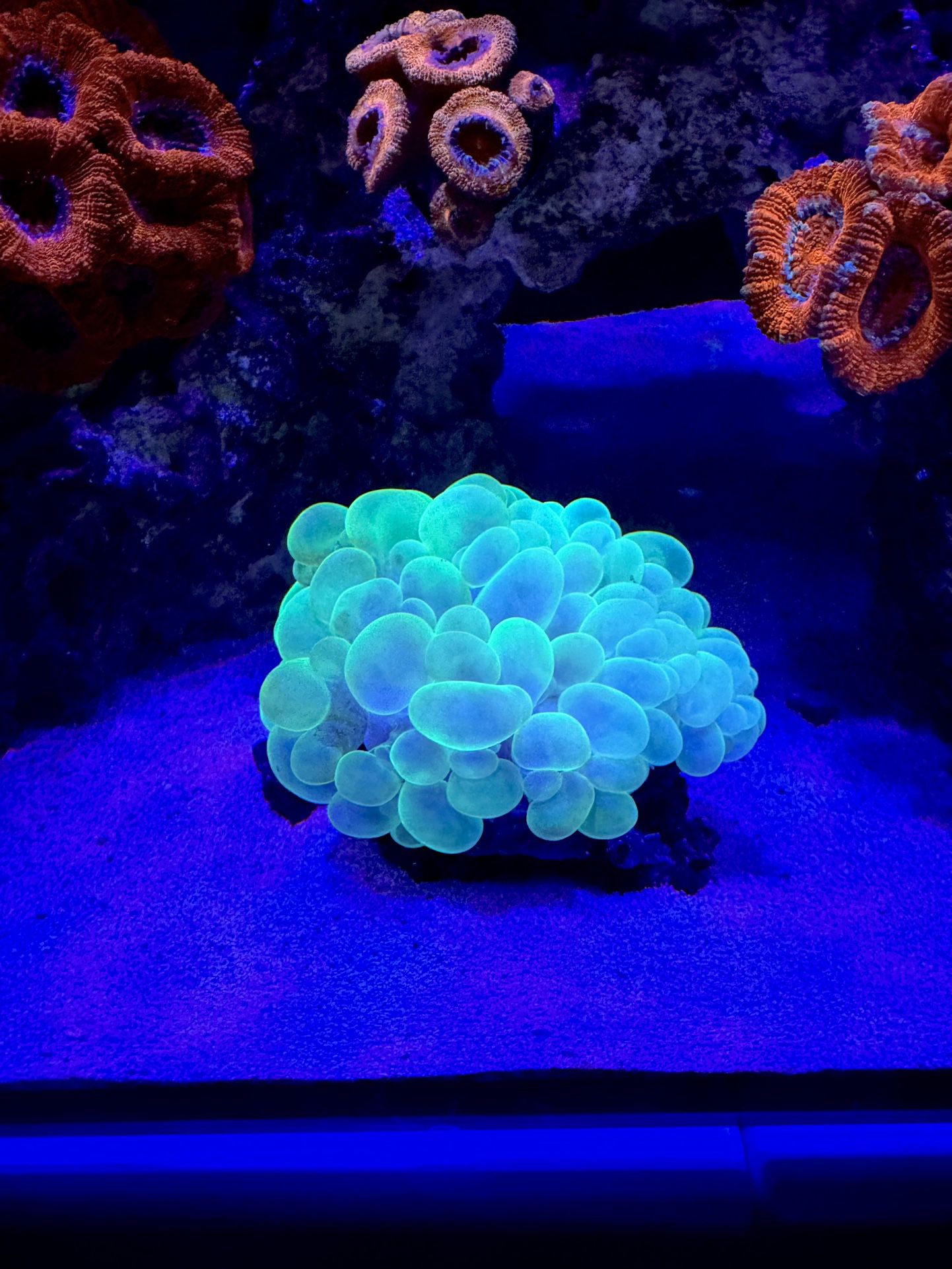 Fake Saltwater Coral Decorations