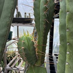 Cactus And Succulents 